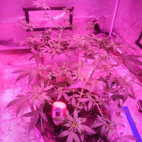 Fat Bastard Auto  growlog timeline photo