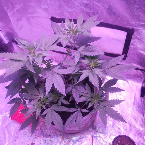 Godfather OG growlog timeline photo