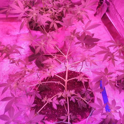 Fat Bastard Auto  growlog timeline photo