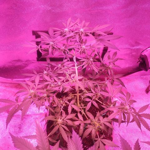 Fat Bastard Auto  growlog timeline photo