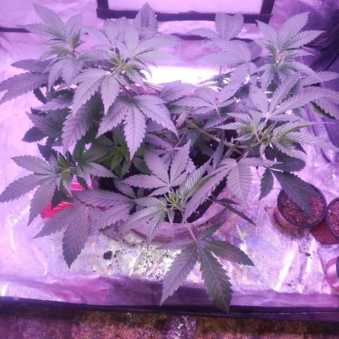 Godfather OG growlog timeline photo