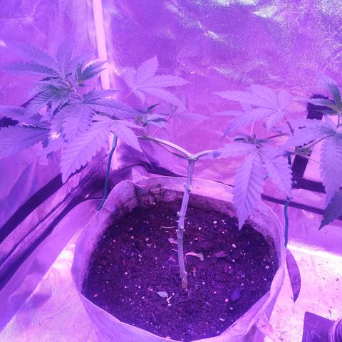 Godfather OG growlog timeline photo