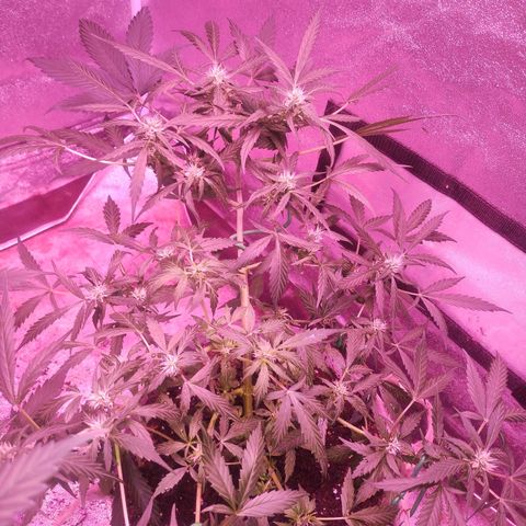 Fat Bastard Auto  growlog timeline photo