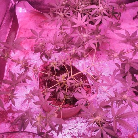 Fat Bastard Auto  growlog timeline photo