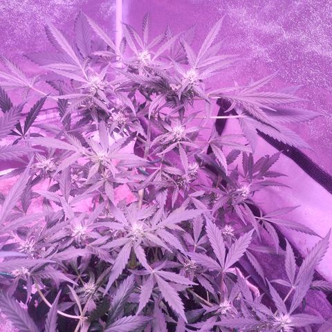 Fat Bastard Auto  growlog timeline photo