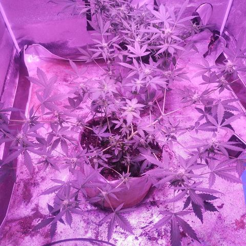 Fat Bastard Auto  growlog timeline photo