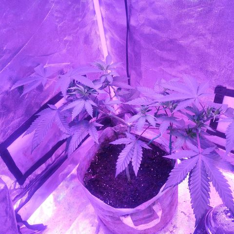 Godfather OG growlog timeline photo