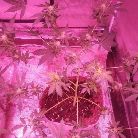Fat Bastard Auto  growlog timeline photo