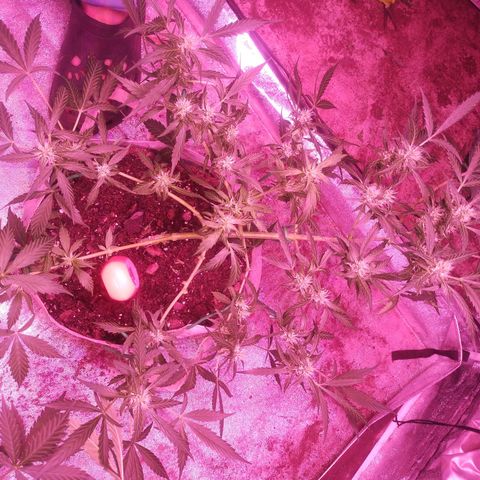 Fat Bastard Auto  growlog timeline photo