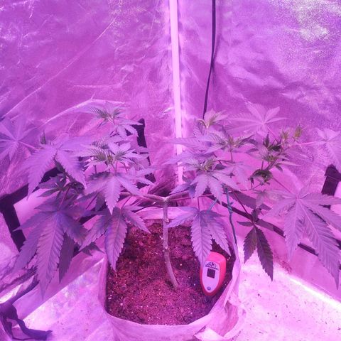 Godfather OG growlog timeline photo