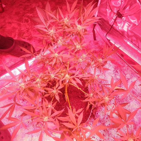 Fat Bastard Auto  growlog timeline photo