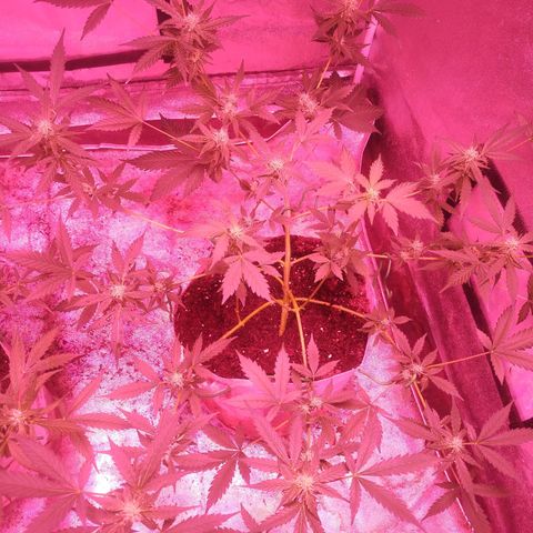 Fat Bastard Auto  growlog timeline photo