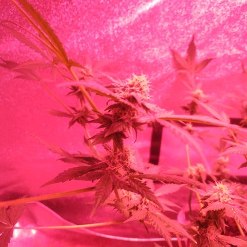 Fat Bastard Auto  growlog timeline photo