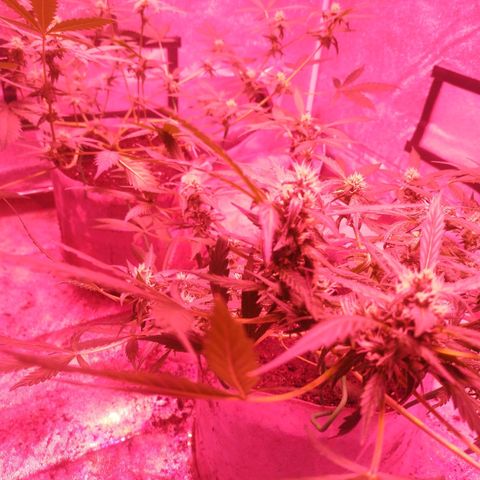 Fat Bastard Auto  growlog timeline photo