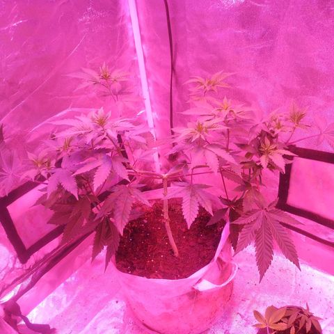 Godfather OG growlog timeline photo