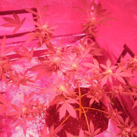 Fat Bastard Auto  growlog timeline photo