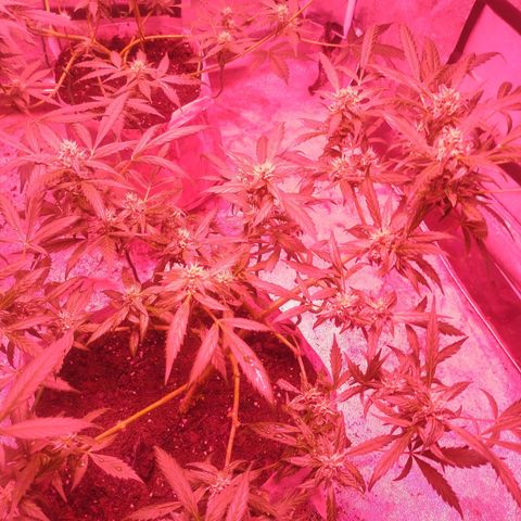 Fat Bastard Auto  growlog timeline photo
