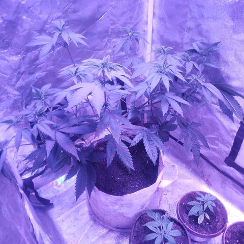 Godfather OG growlog timeline photo