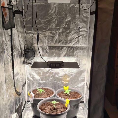 Mandarine Jam growlog timeline photo