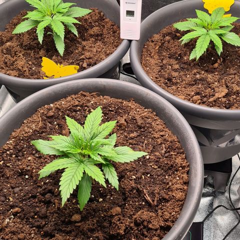 Mandarine Jam growlog timeline photo