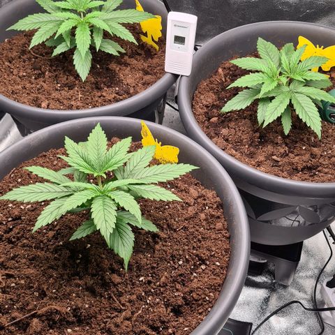 Mandarine Jam growlog timeline photo