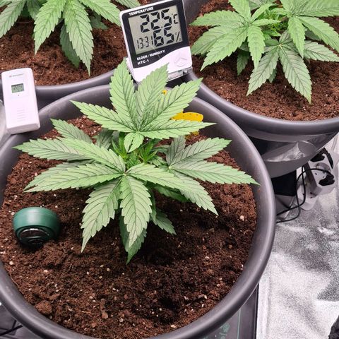 Mandarine Jam growlog timeline photo