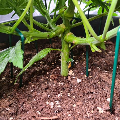 Mandarine Jam growlog timeline photo