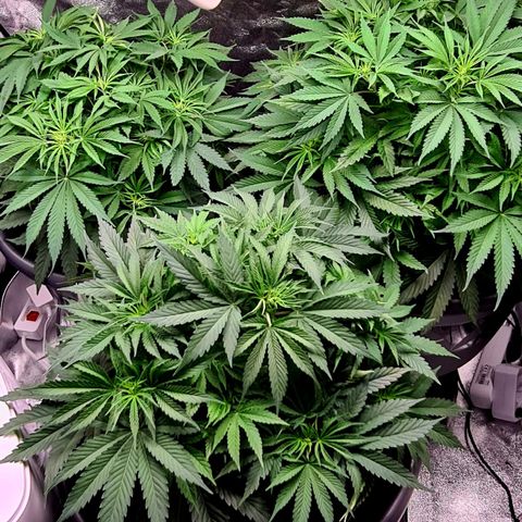 Mandarine Jam growlog timeline photo