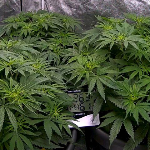Mandarine Jam growlog timeline photo