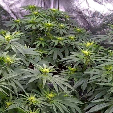 Mandarine Jam growlog timeline photo