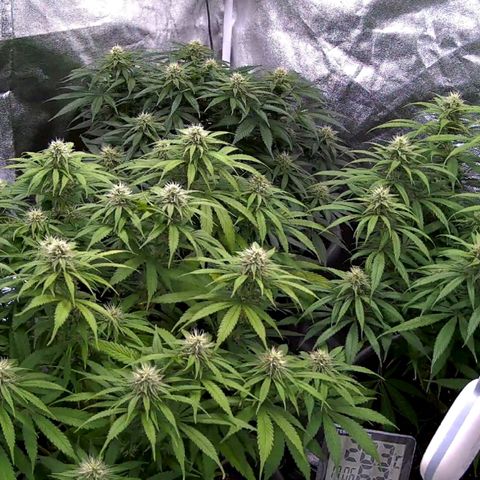 Mandarine Jam growlog timeline photo