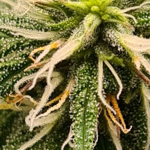 Mandarine Jam growlog timeline photo