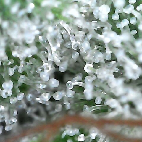 Mandarine Jam growlog timeline photo