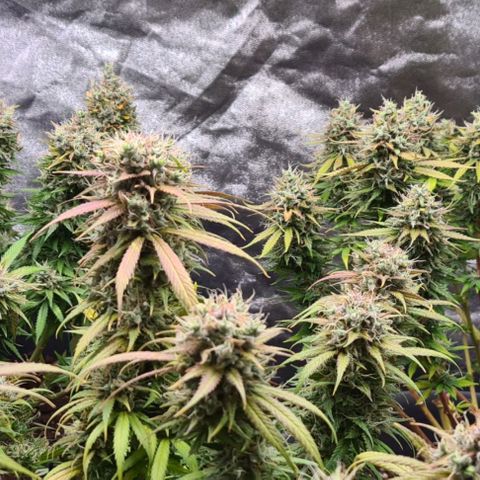 Mandarine Jam growlog timeline photo