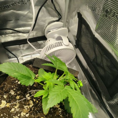 Franken parm growlog timeline photo