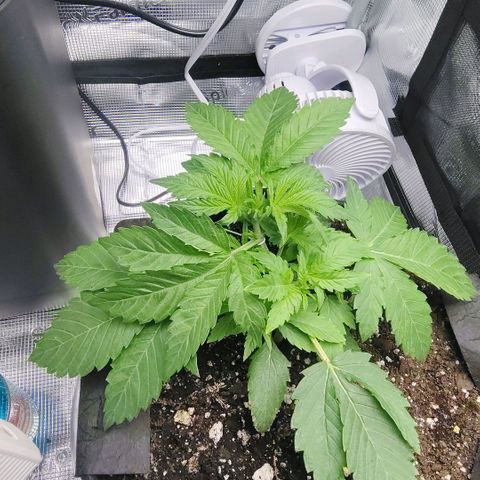 Franken parm growlog timeline photo