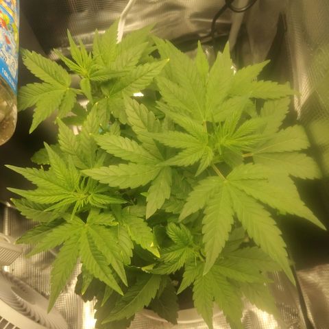 Franken parm growlog photo: Looking like she's not affected by the 2 breaks she's had now 