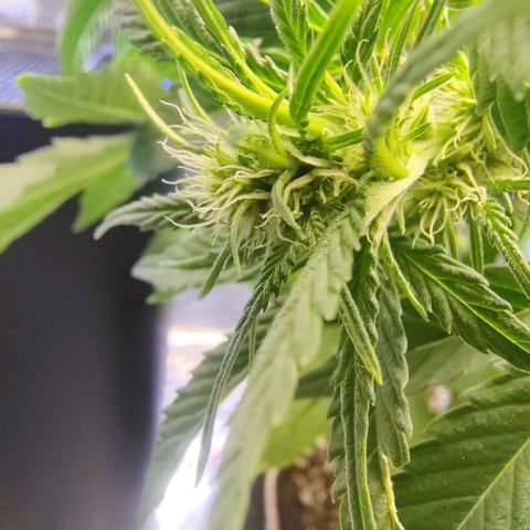 Franken parm growlog timeline photo