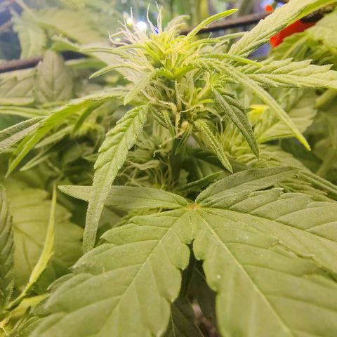 Franken parm growlog timeline photo