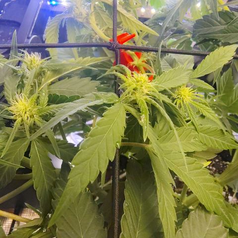 Franken parm growlog timeline photo