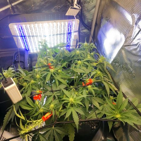 Franken parm growlog timeline photo