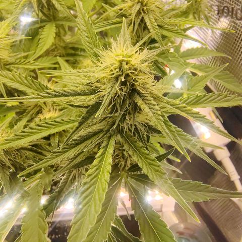 Franken parm growlog timeline photo
