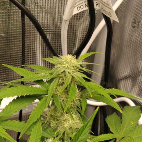 Franken parm growlog timeline photo