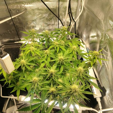 Franken parm growlog timeline photo