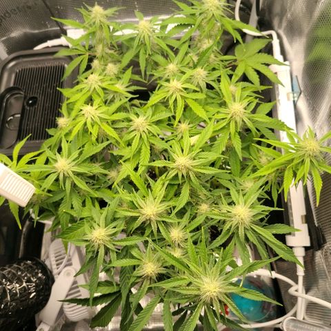 Franken parm growlog timeline photo