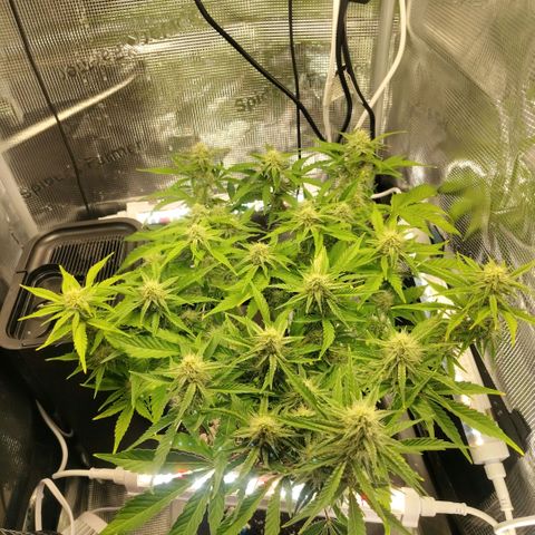Franken parm growlog timeline photo