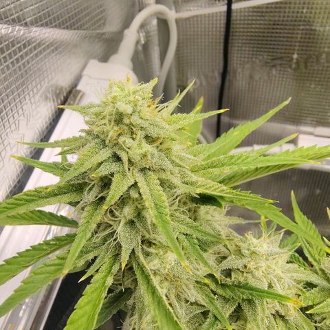 Franken parm growlog photo: Thinned out for air flow and light penetration