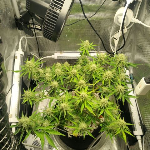 Franken parm growlog photo: Thinned out for air flow and light penetration