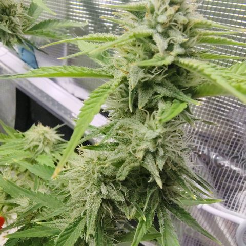 Franken parm growlog photo: Thinned out for air flow and light penetration