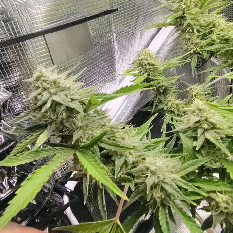 Franken parm growlog photo: Thinned out for air flow and light penetration